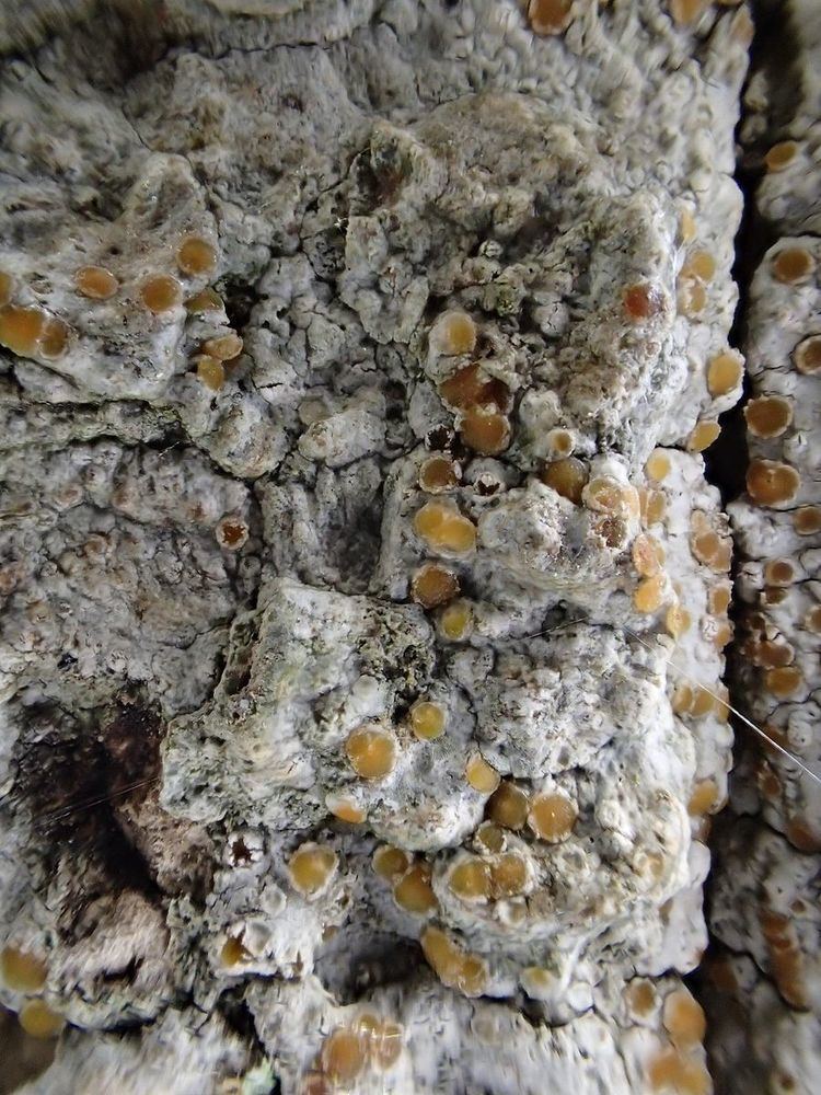 Cryptolechia (fungus)