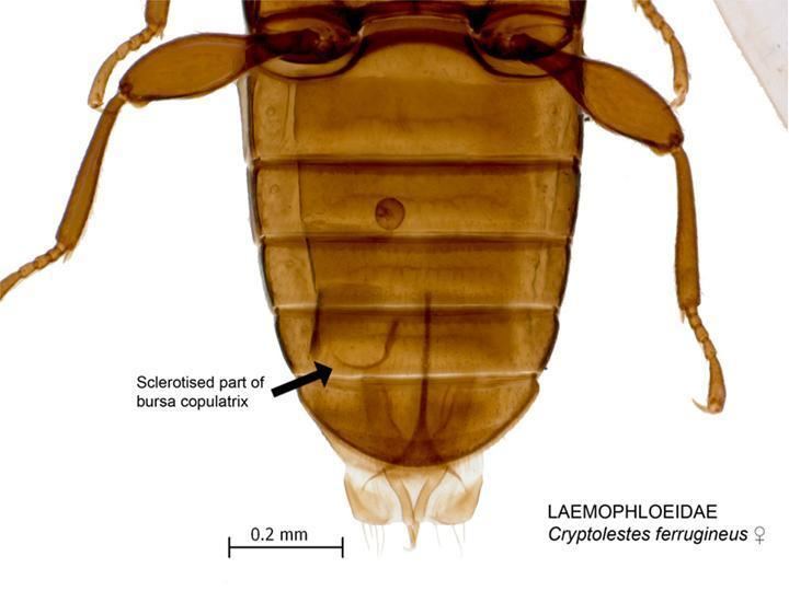 Cryptolestes flat grain beetle