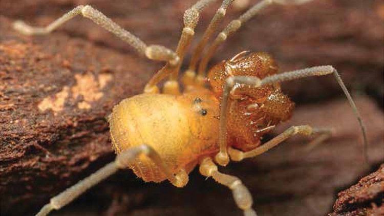 Cryptomaster behemoth Monster spider39 discovered in Oregon called Cryptomaster Behemoth