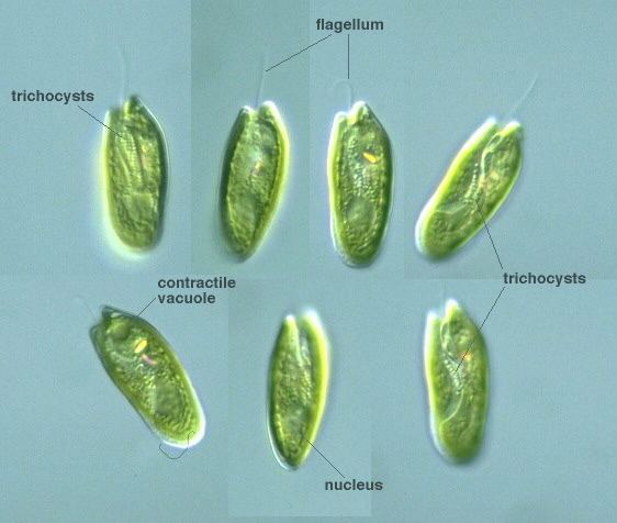 Cryptomonas Protist Images Cryptomonas platyuris