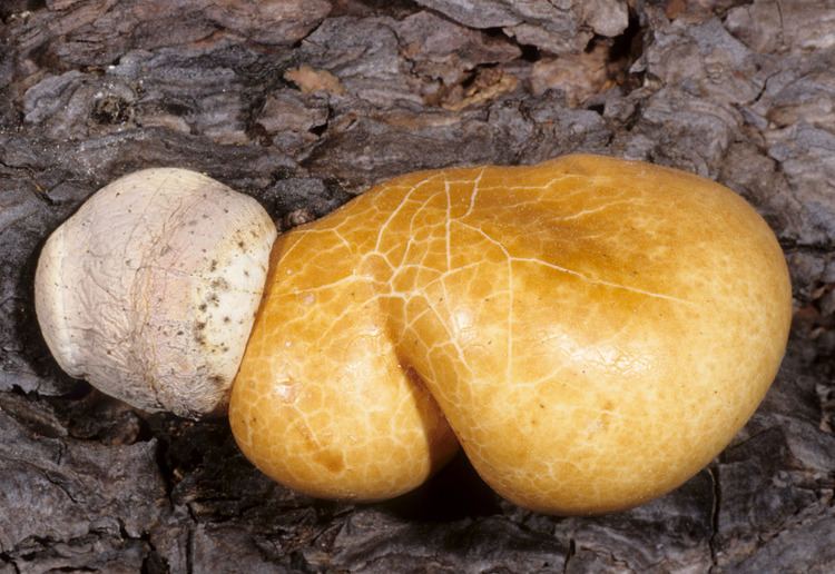 Cryptoporus volvatus California Fungi Cryptoporus volvatus