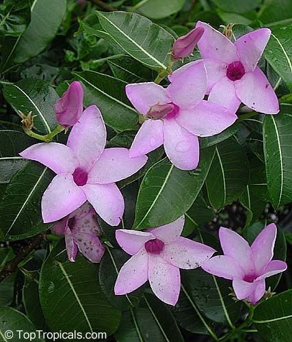 Cryptostegia grandiflora Cryptostegia grandiflora Rubber vine Purple Allamanda