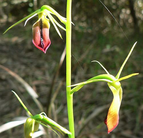 Cryptostylis subulata Cryptostylis subulata Tongue Orchid