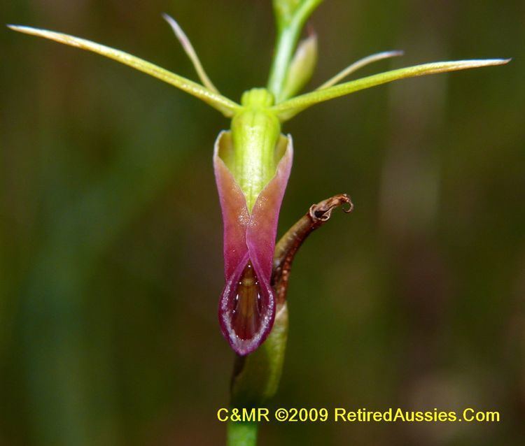 Cryptostylis subulata Tasmanian Orchids Cryptostylis subulata Large Tongue Orchid