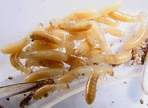Cryptotermes Cryptotermes Drywood termites Termite Web