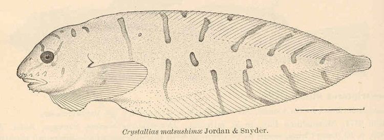 Crystallichthys matsushimae - Wikipedia
