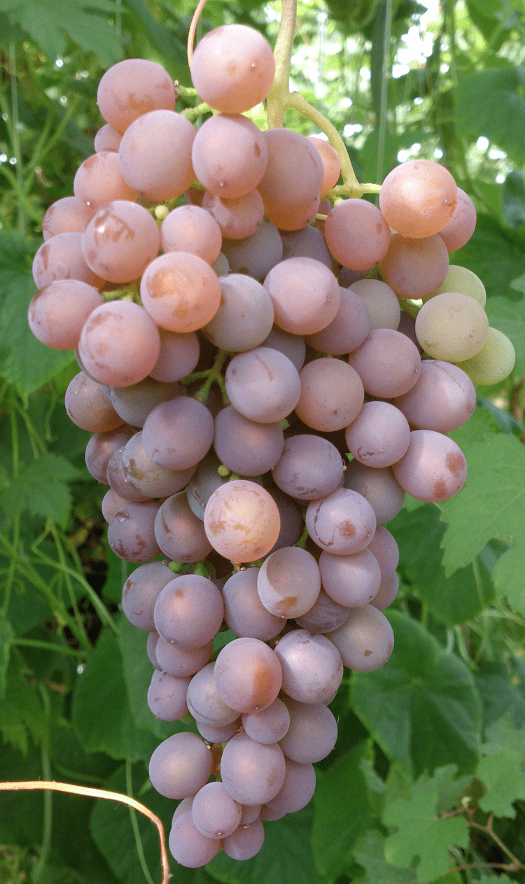 Cserszegi Fűszeres Vinplantanse Cserszegi fszeres