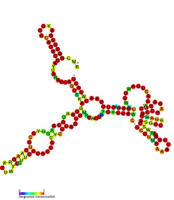 CspA mRNA 5' UTR