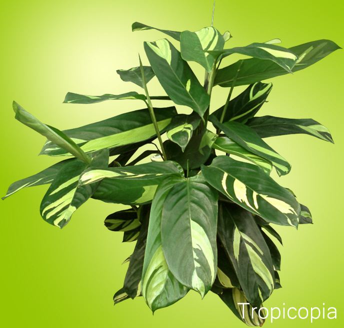 Ctenanthe How to Grow Ctenanthe Plant Care Tips Houseplant 411 How to