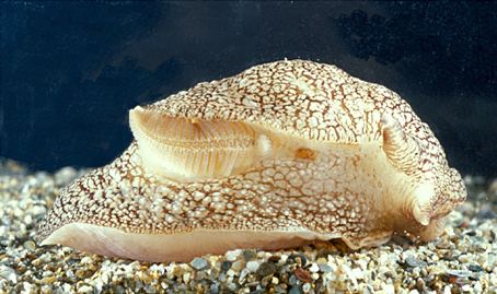 Ctenidium (mollusc)
