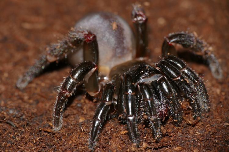 Cteniza sauvagesi FileCorsican Trapdoor Spider Cteniza sauvagesi 17208602555jpg
