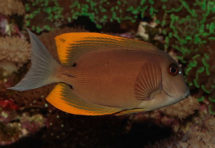 Ctenochaetus tominiensis Photos of Ctenochaetus tominiensis Tomini bristletooth tang