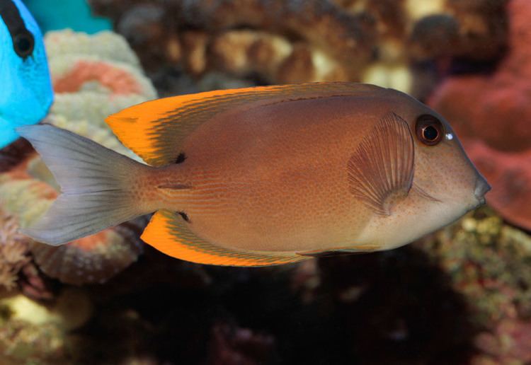 Ctenochaetus tominiensis Photos of Ctenochaetus tominiensis Tomini bristletooth tang