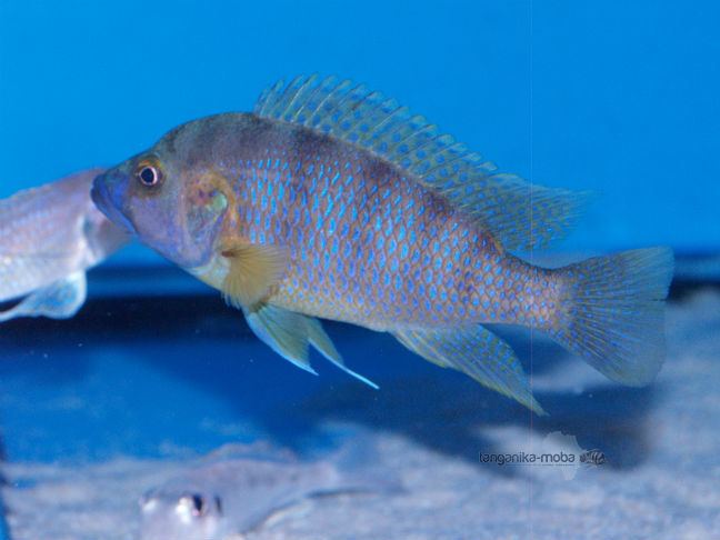 Ctenochromis benthicola ctenochromis Tanganika Moba