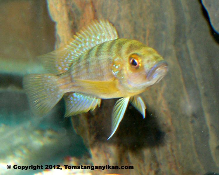 Ctenochromis benthicola Tom39s Tanganyikans