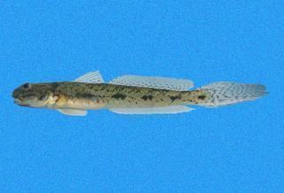 Ctenogobius wwwdiscoverlifeorgIMIRR0023320Ctenogobius