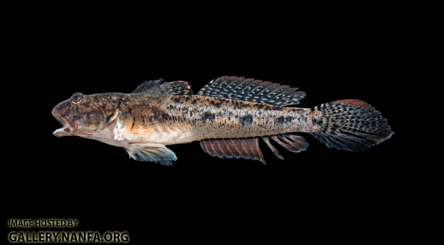 Ctenogobius Freshwater Goby Ctenogobius shufeldti