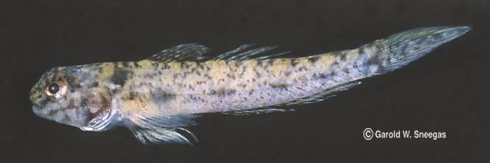 Ctenogobius Fishes of Texas Ctenogobius boleosoma