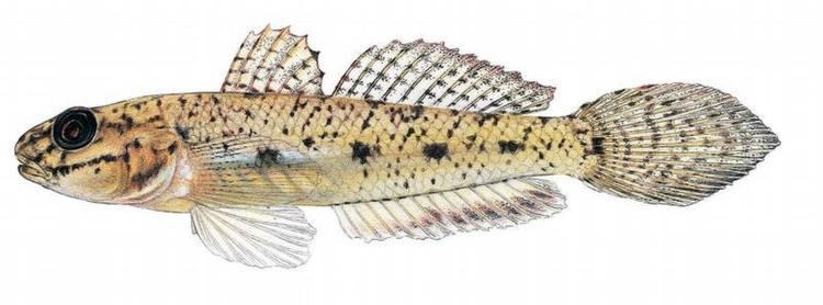 Ctenogobius Fishes of Texas Ctenogobius shufeldti
