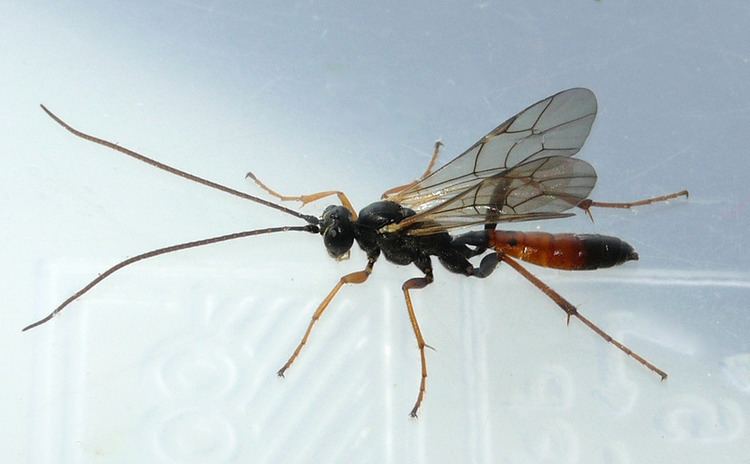 Ctenopelmatinae The World39s Best Photos of danecounty and ichneumonidae Flickr