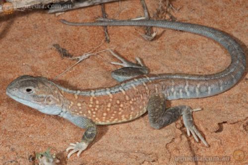 Ctenophorus pictus Painted dragon Ctenophorus pictus at the Australian Reptile Online