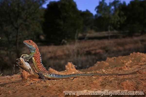 Ctenophorus pictus Painted Dragon Lizard Ctenophorus pictus