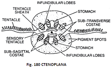 Ctenoplana Structure of Ctenoplana With Diagram Zoology
