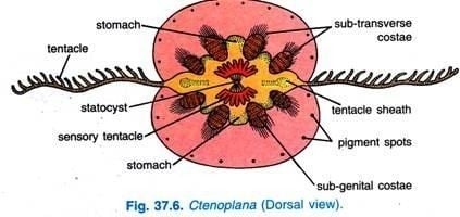 Ctenoplana Phylum Ctenophora Features Characters and Other Details
