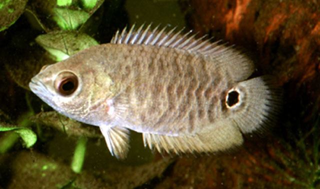 Ctenopoma Fish Identification