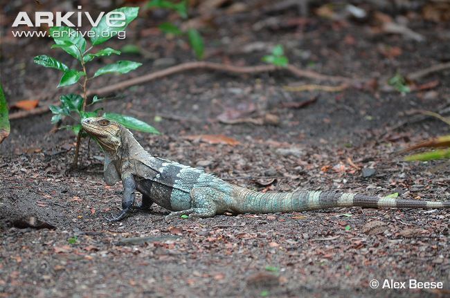 Ctenosaura Guatemalan spinytailed iguana videos photos and facts Ctenosaura