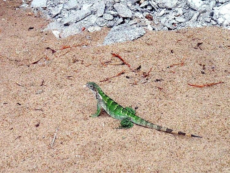 Ctenosaura acanthura Image Ctenosaura acanthura Northeastern Spinytail Iguana BioLibcz