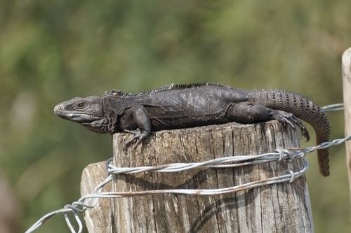 Ctenosaura acanthura Northeastern Spinytail Iguana observed by gerjhe on December 16