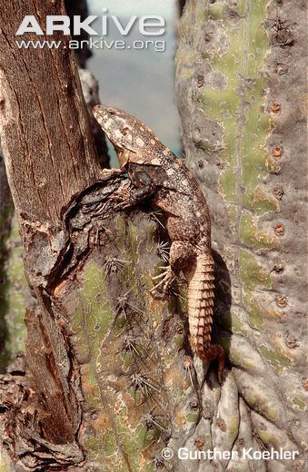 Ctenosaura clarki Michoacan dwarf spinytailed iguana videos photos and facts