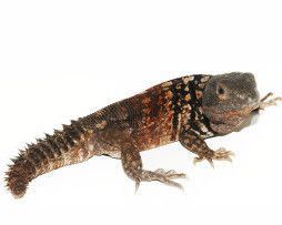 Ctenosaura defensor Yucatan Spiny Tailed Iguana Ctenosaura Defensor Pair For Sale