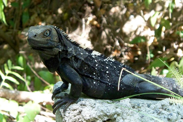 Ctenosaura oedirhina Donatie voor eerste onderzoek om het voortbestaan van de zwarte