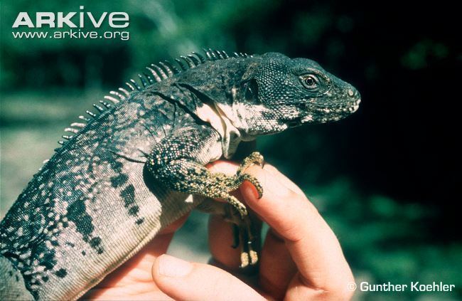 Ctenosaura quinquecarinata Fivekeeled spinytailed iguana videos photos and facts