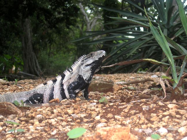 Ctenosaura similis Spinytailed Iguana Ctenosaura