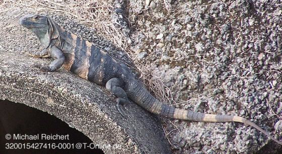 Ctenosaura similis Ctenosaura similis The Reptile Database