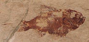 Ctenothrissiformes httpsuploadwikimediaorgwikipediacommonsthu