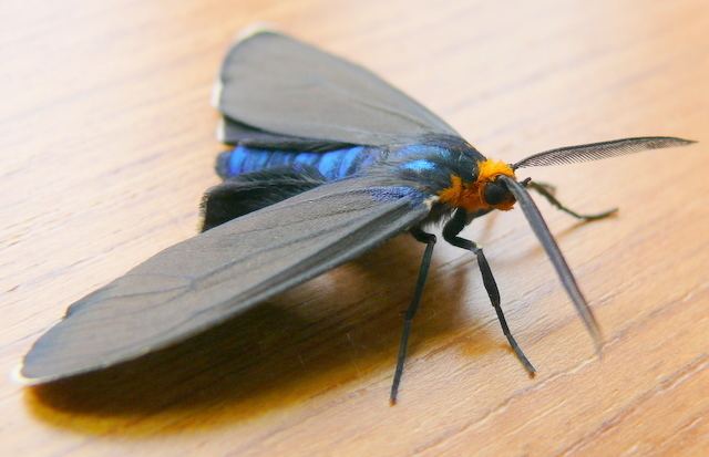 Ctenucha Ctenucha virginica Virginia Ctenucha Moth Prairie Haven