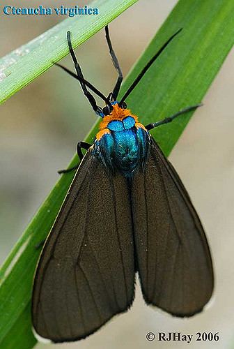 Ctenucha virginica Ctenucha virginica At first glance this moth can easily b Flickr