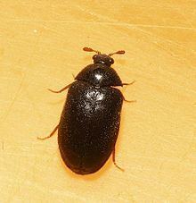Ctesias (beetle) httpsuploadwikimediaorgwikipediacommonsthu