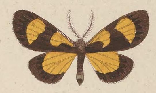 Ctimene (moth)