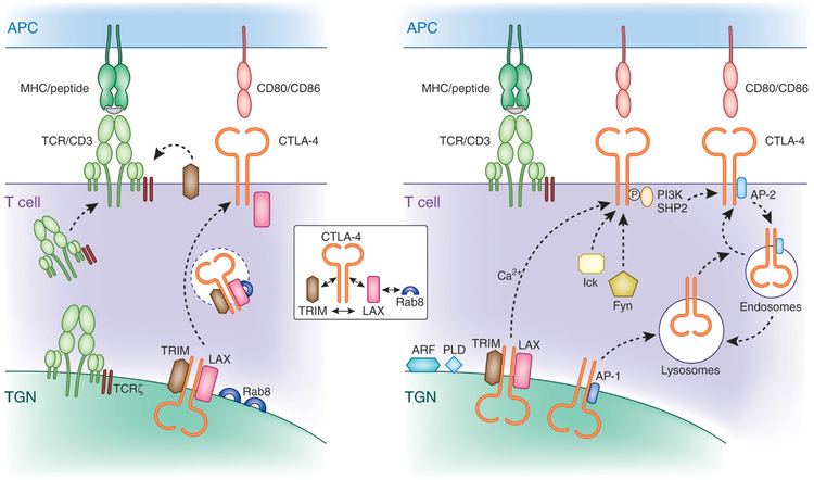 CTLA-4 Frontiers Diverse Mechanisms Regulate the Surface Expression of
