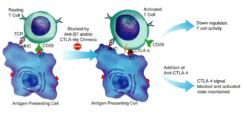 CTLA-4 Control of Immune Responses via CD28 and CTLA4 RampD Systems