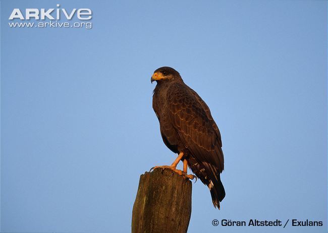 Cuban black hawk Cuban black hawk videos photos and facts Buteogallus gundlachii