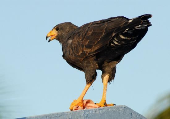 Cuban black hawk Cuban Black Hawk Picture of Melia Cayo Guillermo Cayo Guillermo