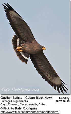 Cuban black hawk Cuban Black Hawks Buteogallus gundlachii