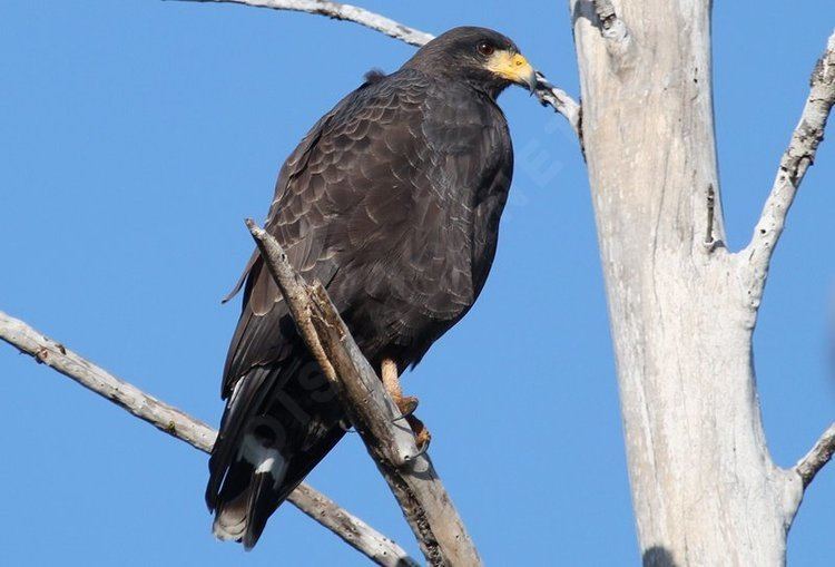 Cuban black hawk Cuban Black Hawk Buteogallus gundlachii refphst133788