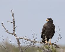 Cuban black hawk Cuban black hawk Wikipedia